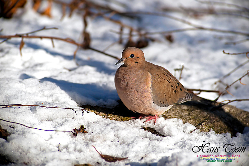 Mourning Dove
