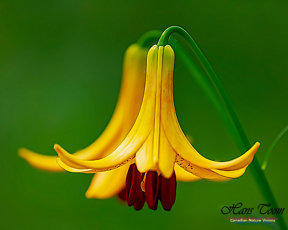 Canada Lily 205