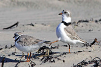 Piping Plover Courtship Behaviour
