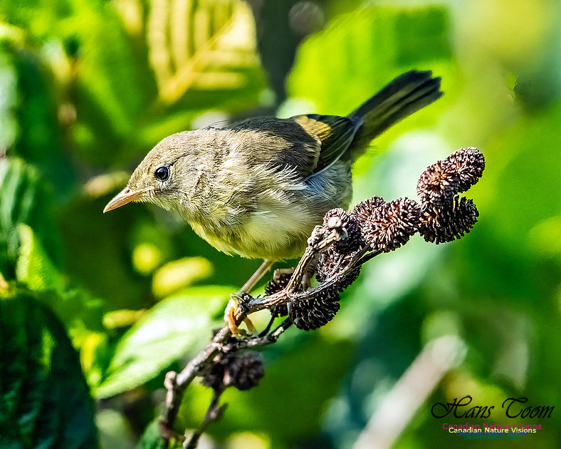 Mourning Warbler 107