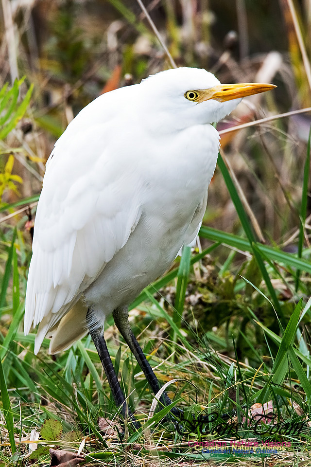 Cattle Egret