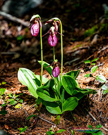 Pink Orchid Walk 109