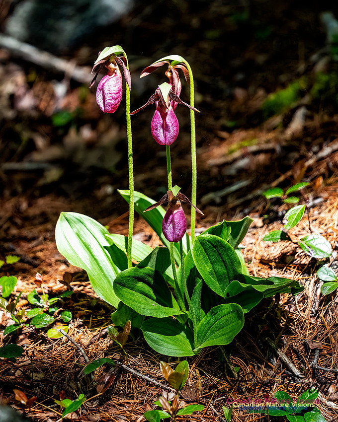 Pink Orchid Walk 109