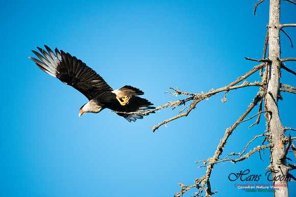 Crested Caracara