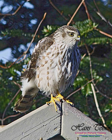 Sharp-shinned Hawk 5