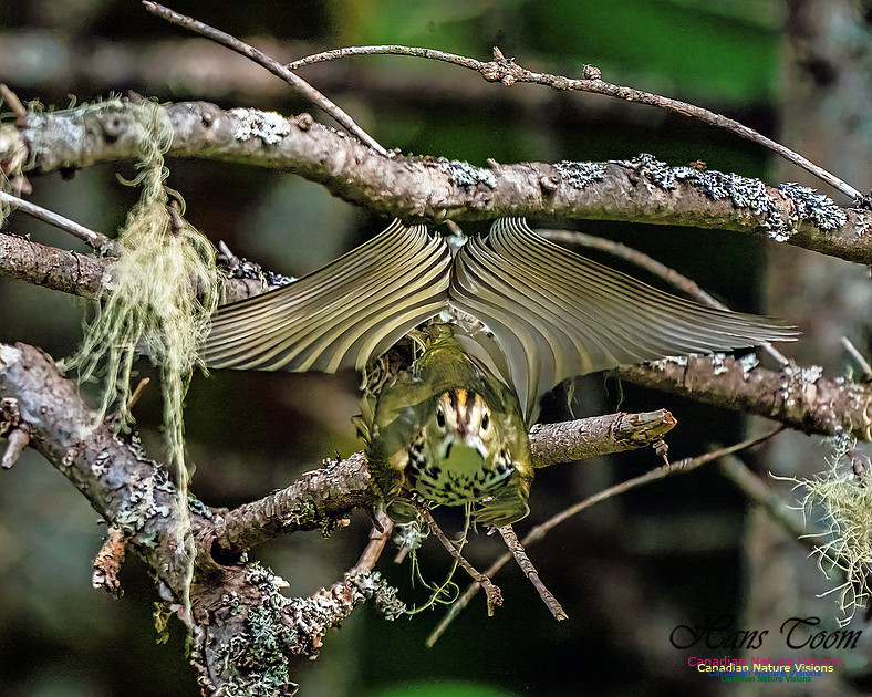 Ovenbird 100