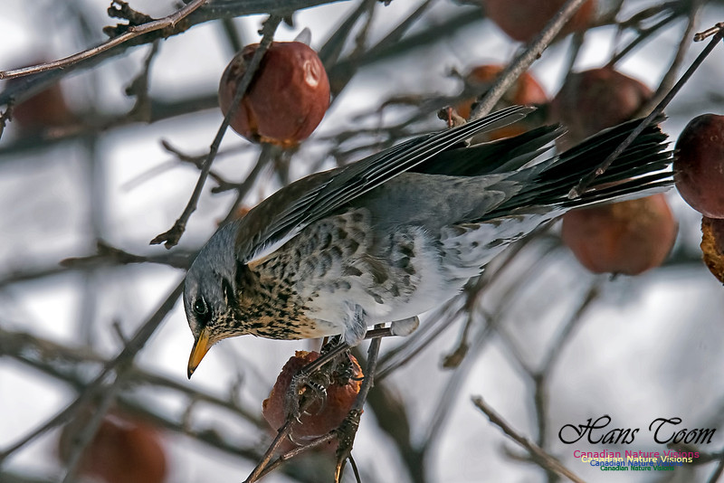 Fieldfare
