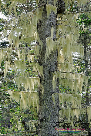 Usnea