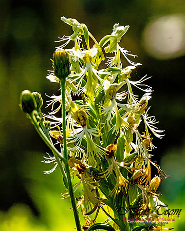 Ragged Fringed Orchid 104