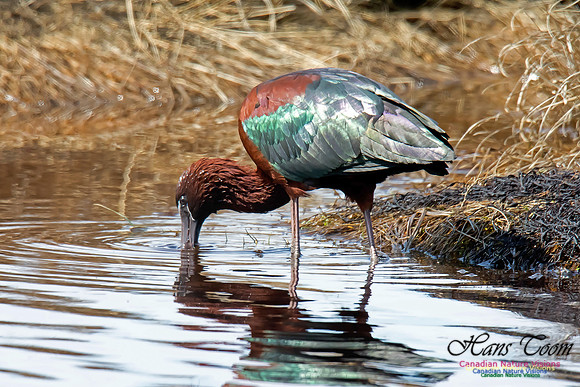 Glossy Ibis