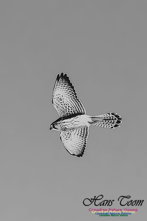 Eurasian Kestrel
