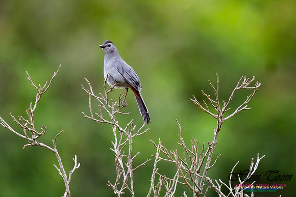 Grey Catbird 101