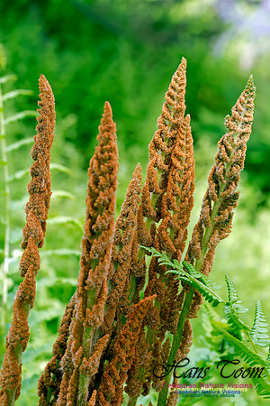 Cinnamon Fern