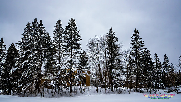 Some Winter Scenes 120