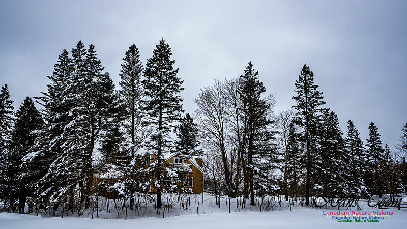 Some Winter Scenes 120