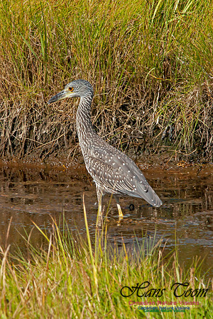 Yellow-crowned Night Heron 1