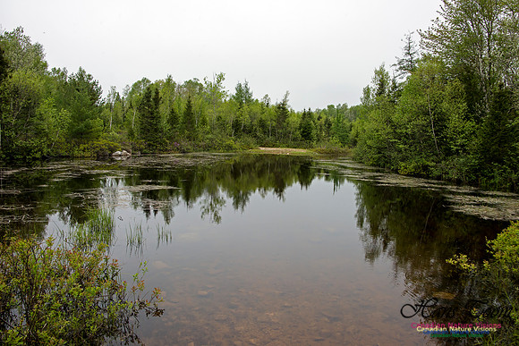 Pond Near Round Lake