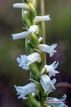 Yellow Lady's Tresses Orchid 307
