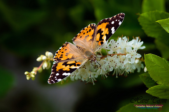 Painted Lady