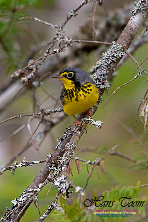 Canada Warbler