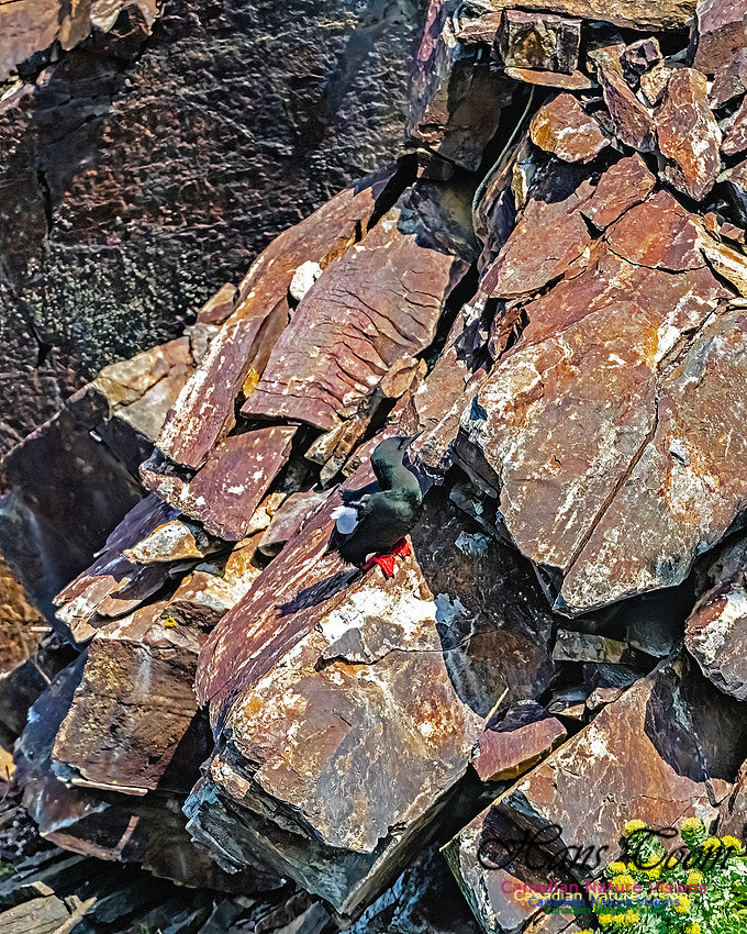 Elliston and Atlantic Puffins 138