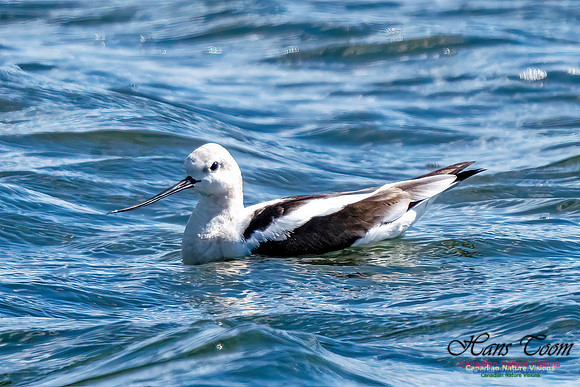 American Avocet 302