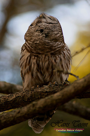Barred Owl