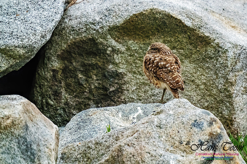 Burroying Owl 121