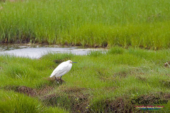 Snowy Egret 1