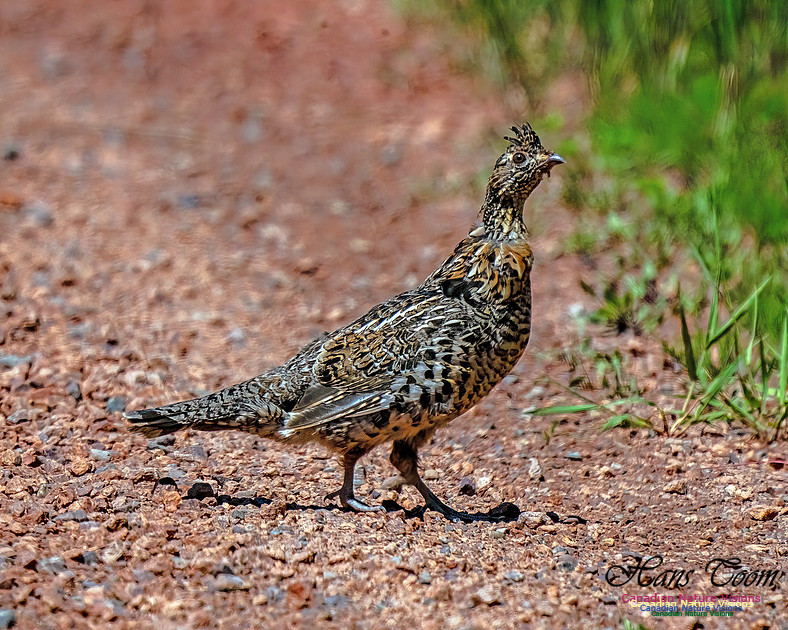 Ruffed Grouse 101
