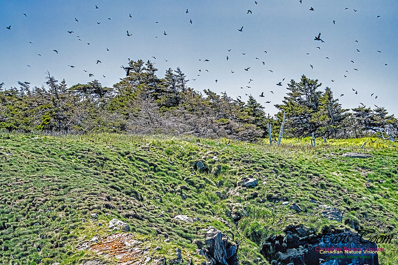 Great Island Puffins 103