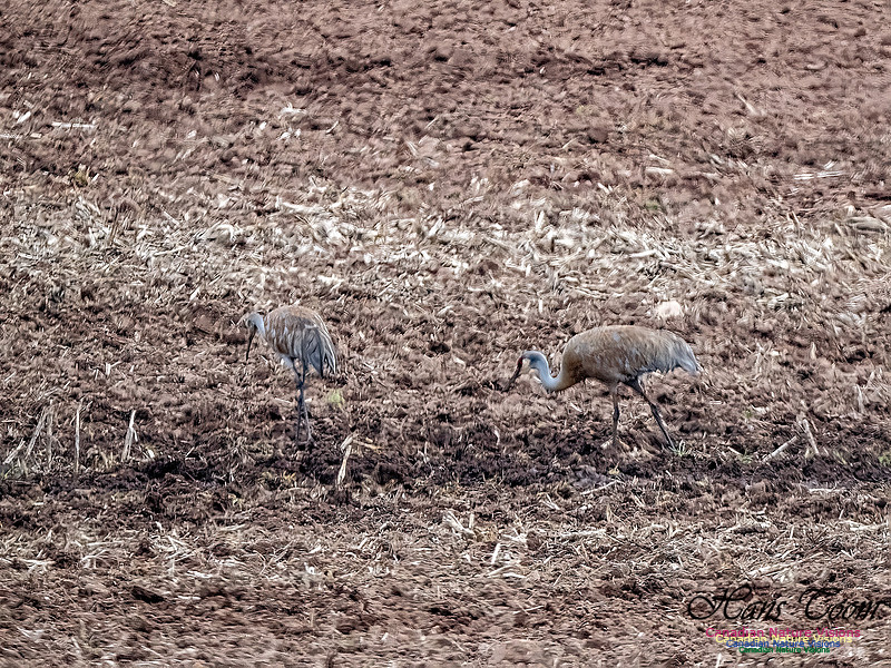 Sandhill Crane 900