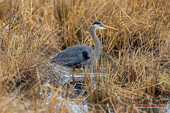 Great Blue Heron 1