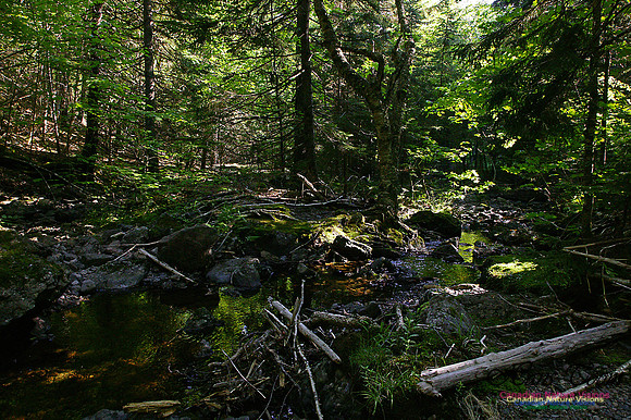 Hidden Falls