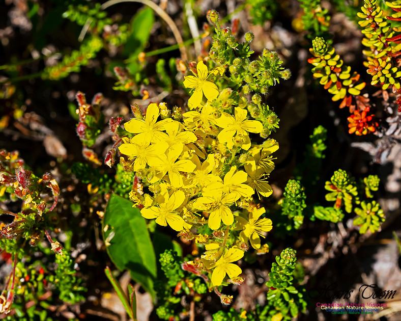 Golden Heather 101