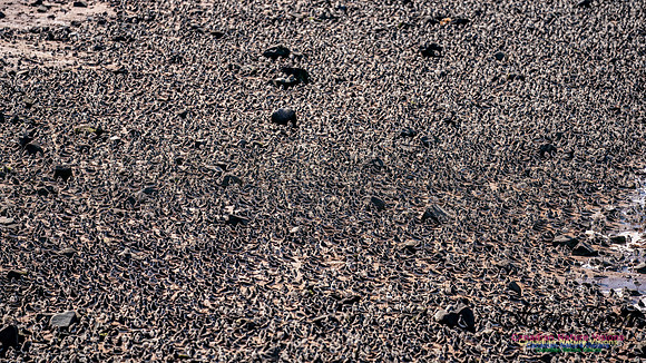 Peeps Evangeline Beach 2024 939
