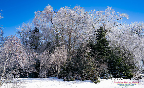 Ice Storm 2022 121