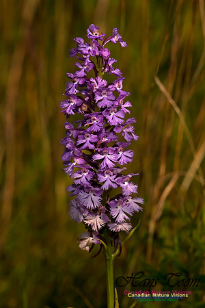 Large Purple Fringed Orchid