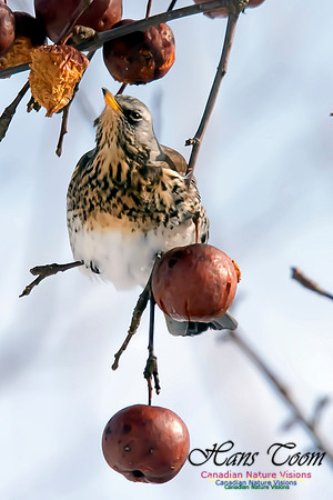 Fieldfare