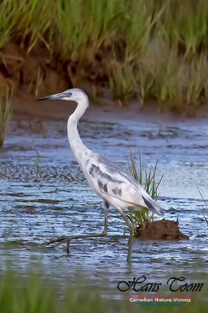 Little Blue Heron 117