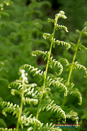 Hay-scented Fern