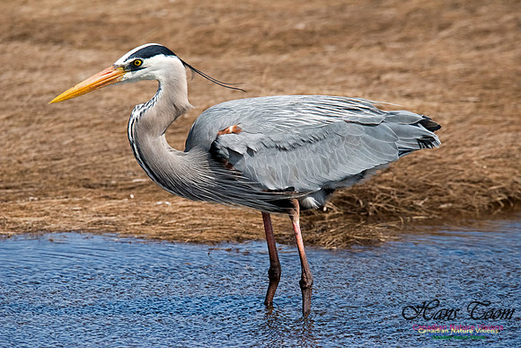 Great Blue Heron