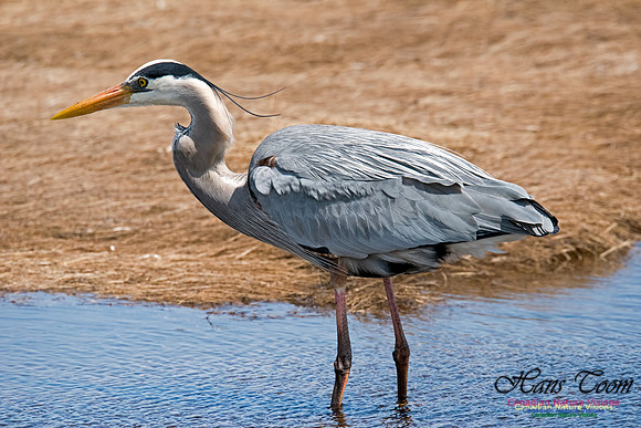 Great Blue Heron