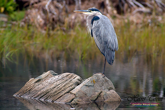 Great Blue Heron