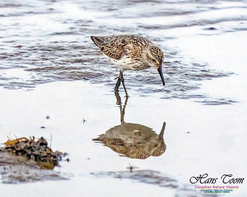 Semipalmated Sandpiper 351