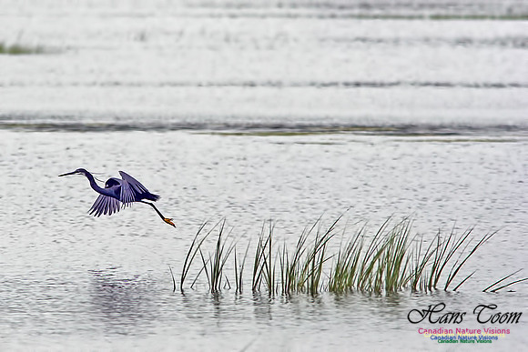 Western Reef Heron