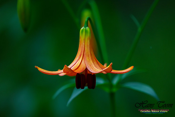 Canada Lily 100