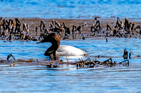 Canvasback