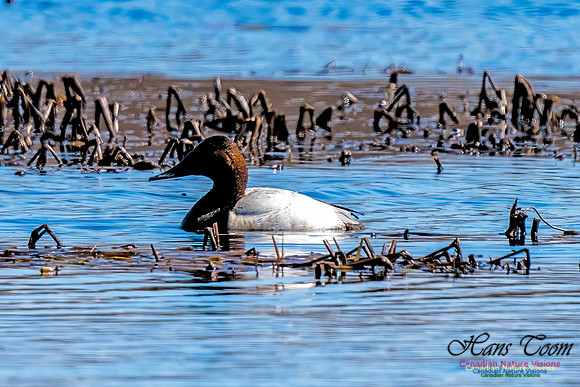 Canvasback 101