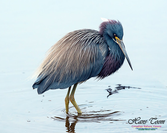 Tricoloured Heron 55
